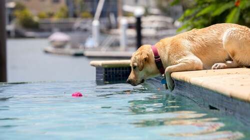 Man fishing garbage out of pool